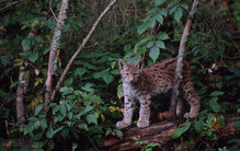 Foto: Fritz Poelking / WWF
