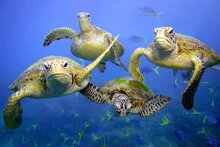 Foto: Troy Mayne / WWF