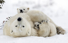Foto: Debra Garside
